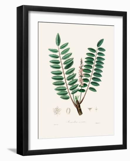 Boswellia Serrata Medical Botany-John Stephenson and James Morss Churchill-Framed Photographic Print