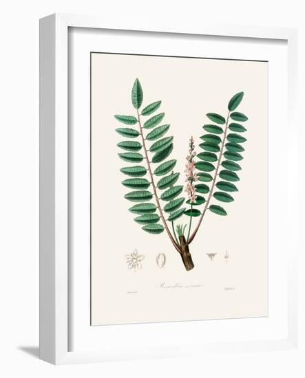 Boswellia Serrata Medical Botany-John Stephenson and James Morss Churchill-Framed Photographic Print