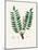 Boswellia Serrata Medical Botany-John Stephenson and James Morss Churchill-Mounted Photographic Print