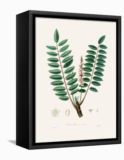 Boswellia Serrata Medical Botany-John Stephenson and James Morss Churchill-Framed Premier Image Canvas