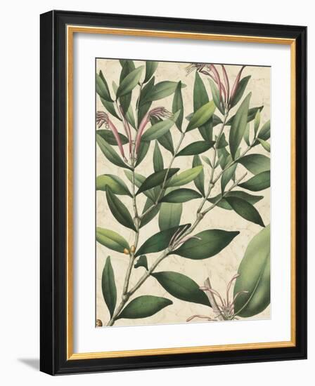 Botanic Beauty II-Vision Studio-Framed Art Print