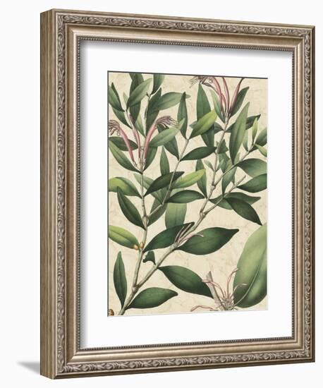 Botanic Beauty II-Vision Studio-Framed Art Print