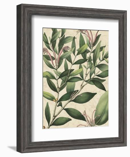 Botanic Beauty II-Vision Studio-Framed Art Print