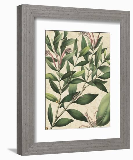 Botanic Beauty II-Vision Studio-Framed Art Print