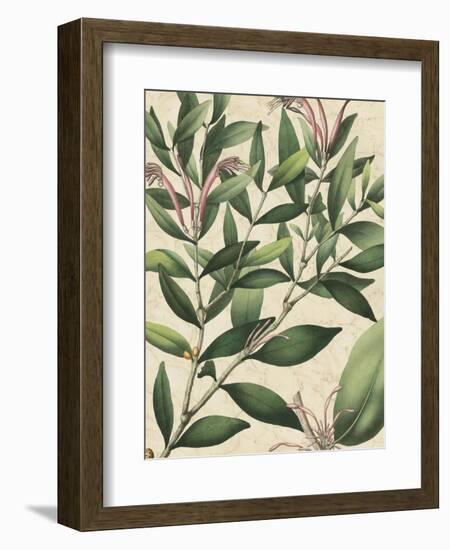 Botanic Beauty II-Vision Studio-Framed Art Print