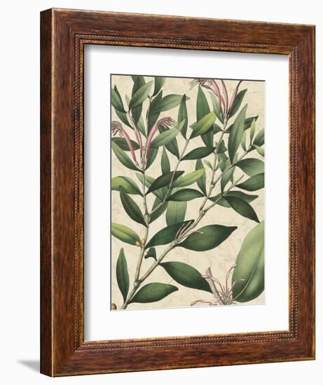 Botanic Beauty II-Vision Studio-Framed Art Print