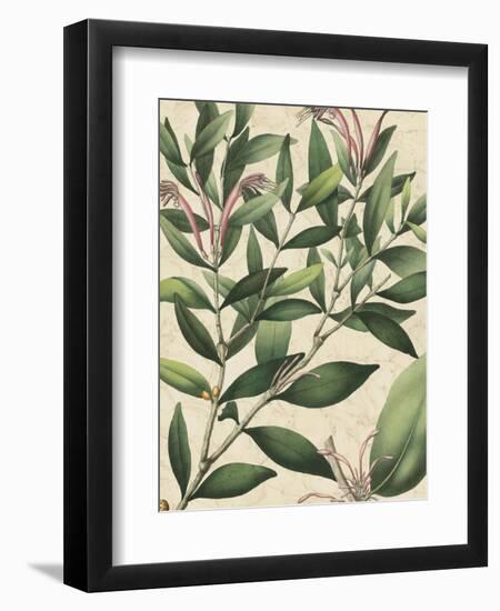 Botanic Beauty II-Vision Studio-Framed Art Print