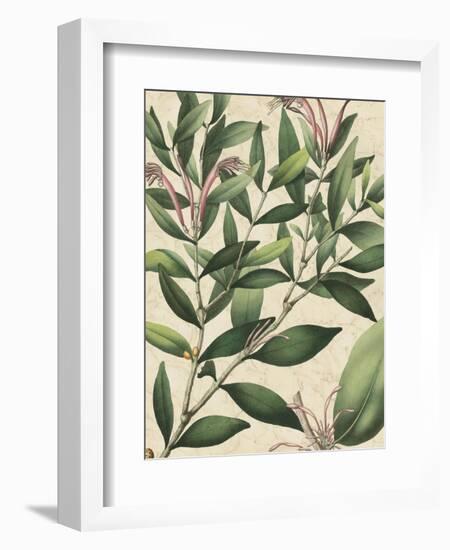 Botanic Beauty II-Vision Studio-Framed Art Print