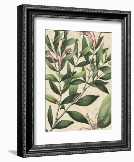 Botanic Beauty II-Vision Studio-Framed Art Print