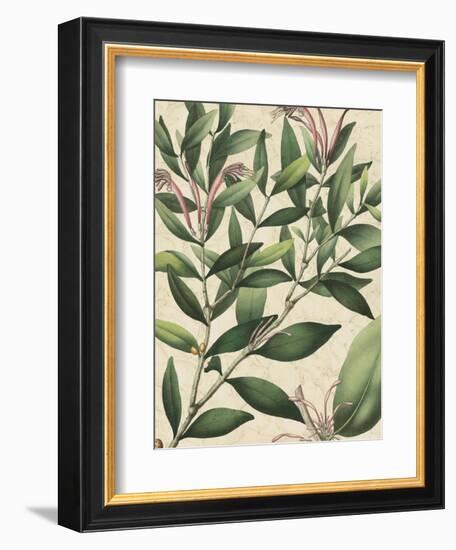 Botanic Beauty II-Vision Studio-Framed Art Print