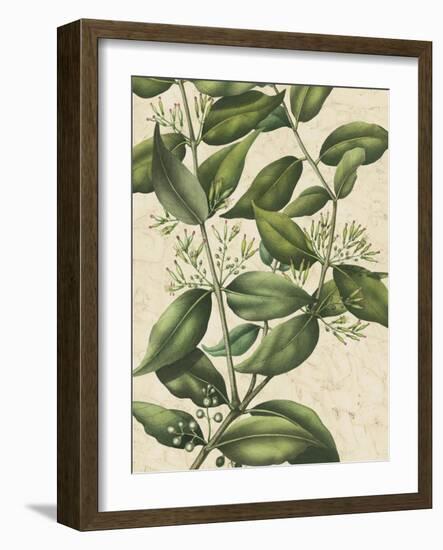 Botanic Beauty III-Vision Studio-Framed Art Print