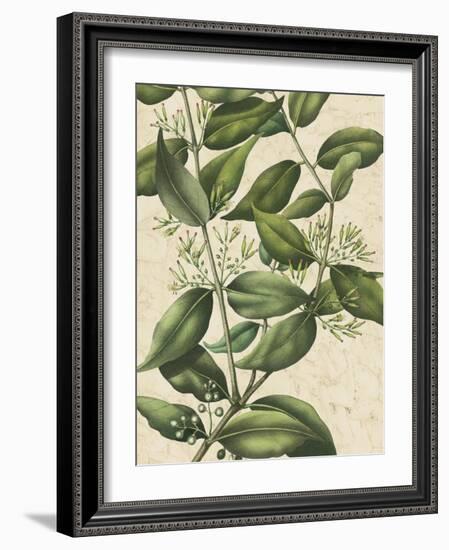 Botanic Beauty III-Vision Studio-Framed Art Print