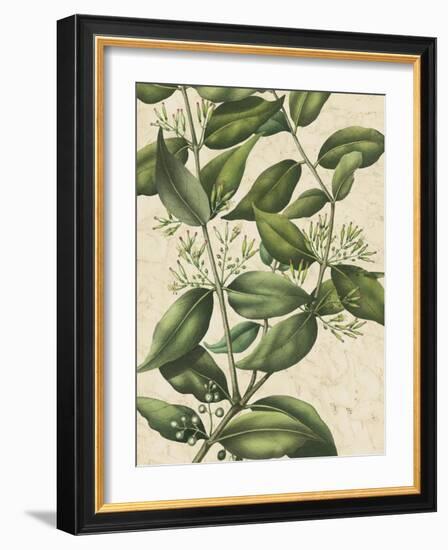 Botanic Beauty III-Vision Studio-Framed Art Print