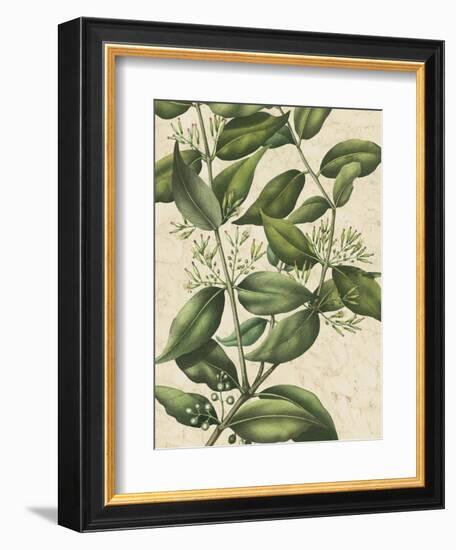 Botanic Beauty III-Vision Studio-Framed Art Print