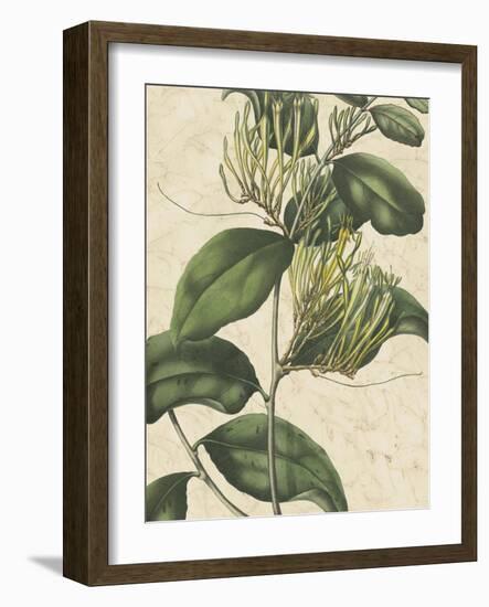 Botanic Beauty IV-Vision Studio-Framed Art Print