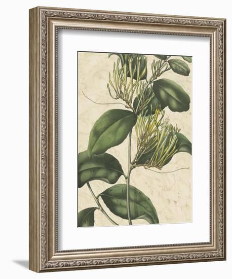 Botanic Beauty IV-Vision Studio-Framed Art Print