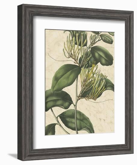 Botanic Beauty IV-Vision Studio-Framed Art Print