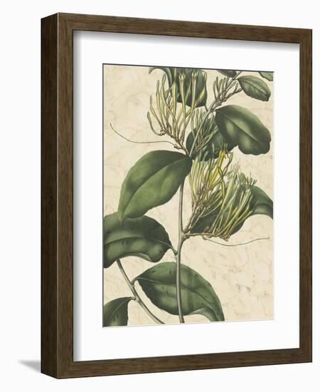 Botanic Beauty IV-Vision Studio-Framed Art Print