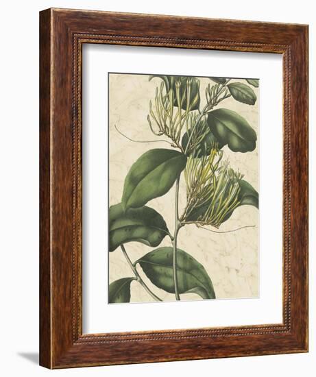 Botanic Beauty IV-Vision Studio-Framed Art Print