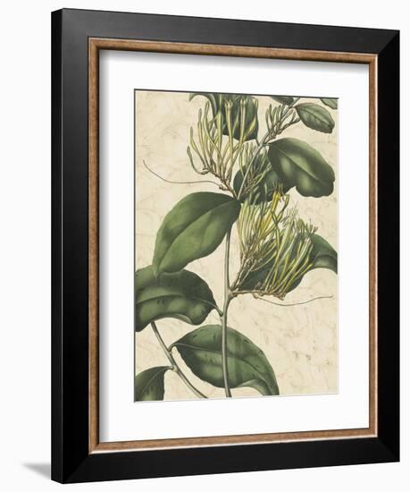 Botanic Beauty IV-Vision Studio-Framed Art Print