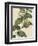 Botanic Beauty IV-Vision Studio-Framed Art Print