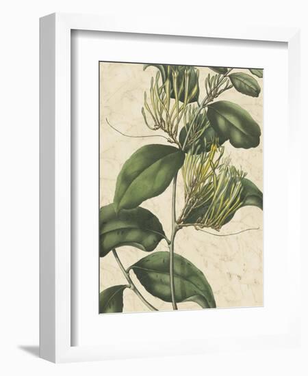 Botanic Beauty IV-Vision Studio-Framed Art Print