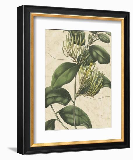 Botanic Beauty IV-Vision Studio-Framed Art Print