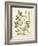 Botanica Agrimonia-The Vintage Collection-Framed Giclee Print