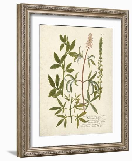 Botanica Agrimonia-The Vintage Collection-Framed Giclee Print