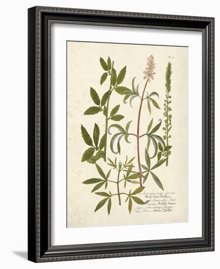 Botanica Agrimonia-The Vintage Collection-Framed Giclee Print