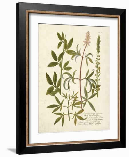 Botanica Agrimonia-The Vintage Collection-Framed Art Print