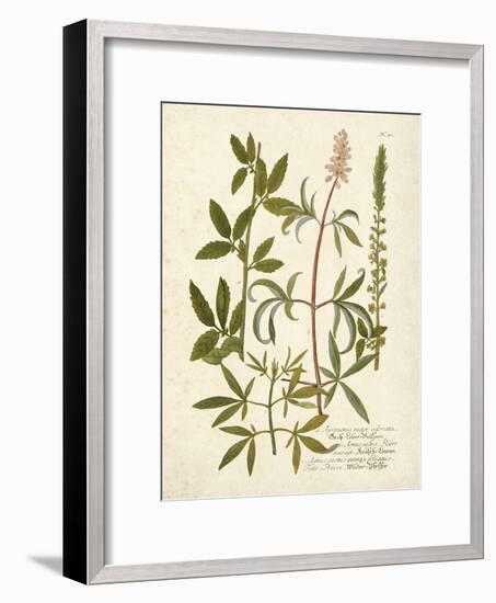 Botanica Agrimonia-The Vintage Collection-Framed Art Print