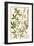 Botanica Agrimonia-The Vintage Collection-Framed Giclee Print