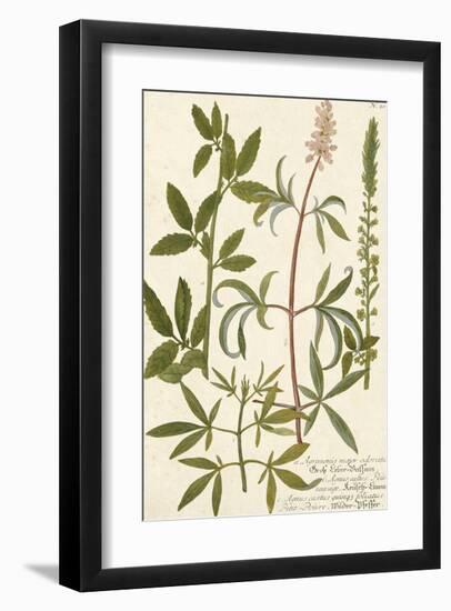 Botanica Agrimonia-The Vintage Collection-Framed Giclee Print