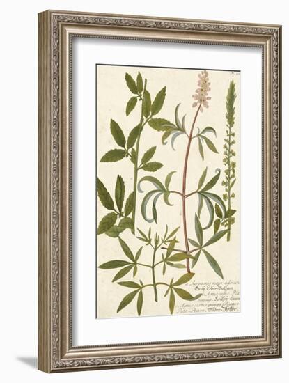 Botanica Agrimonia-The Vintage Collection-Framed Giclee Print