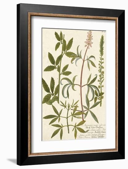 Botanica Agrimonia-The Vintage Collection-Framed Giclee Print