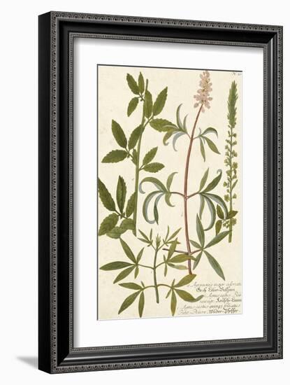 Botanica Agrimonia-The Vintage Collection-Framed Giclee Print