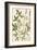 Botanica Agrimonia-The Vintage Collection-Framed Giclee Print