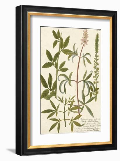 Botanica Agrimonia-The Vintage Collection-Framed Giclee Print