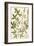 Botanica Agrimonia-The Vintage Collection-Framed Giclee Print