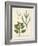 Botanica Amaranthus-The Vintage Collection-Framed Giclee Print