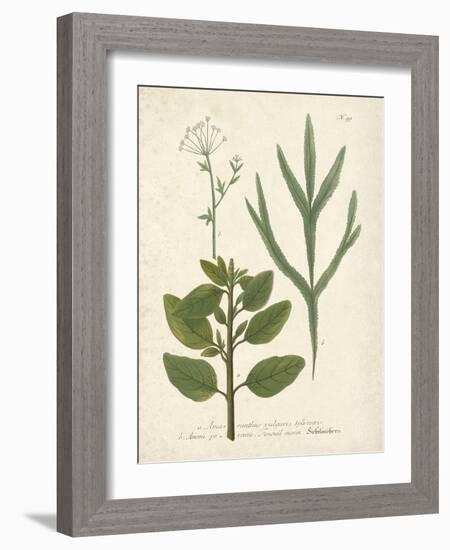 Botanica Amaranthus-The Vintage Collection-Framed Giclee Print