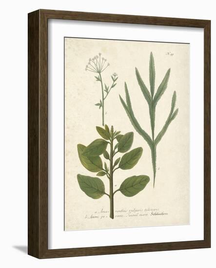 Botanica Amaranthus-The Vintage Collection-Framed Giclee Print