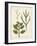 Botanica Amaranthus-The Vintage Collection-Framed Giclee Print