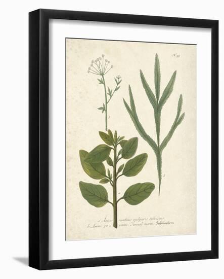 Botanica Amaranthus-The Vintage Collection-Framed Giclee Print