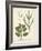 Botanica Amaranthus-The Vintage Collection-Framed Giclee Print