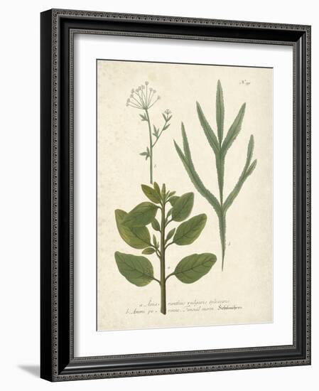 Botanica Amaranthus-The Vintage Collection-Framed Giclee Print