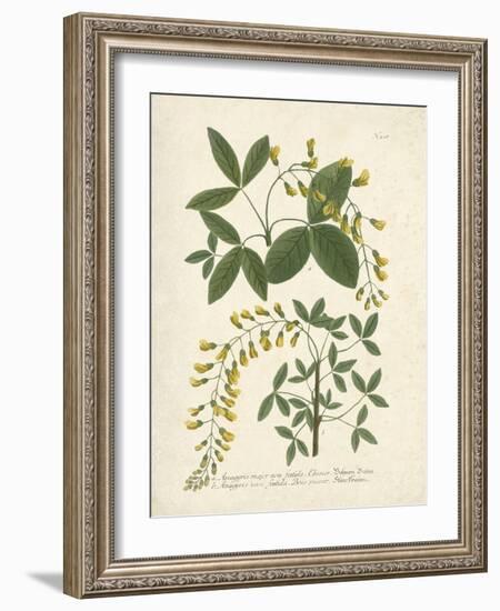 Botanica Anagyris-The Vintage Collection-Framed Giclee Print