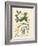 Botanica Anagyris-The Vintage Collection-Framed Giclee Print