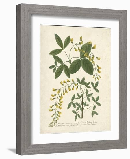 Botanica Anagyris-The Vintage Collection-Framed Giclee Print